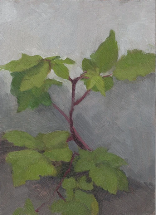 Garden - bramble, 12 May 2024, oil on panel, 5x7in, Thalia